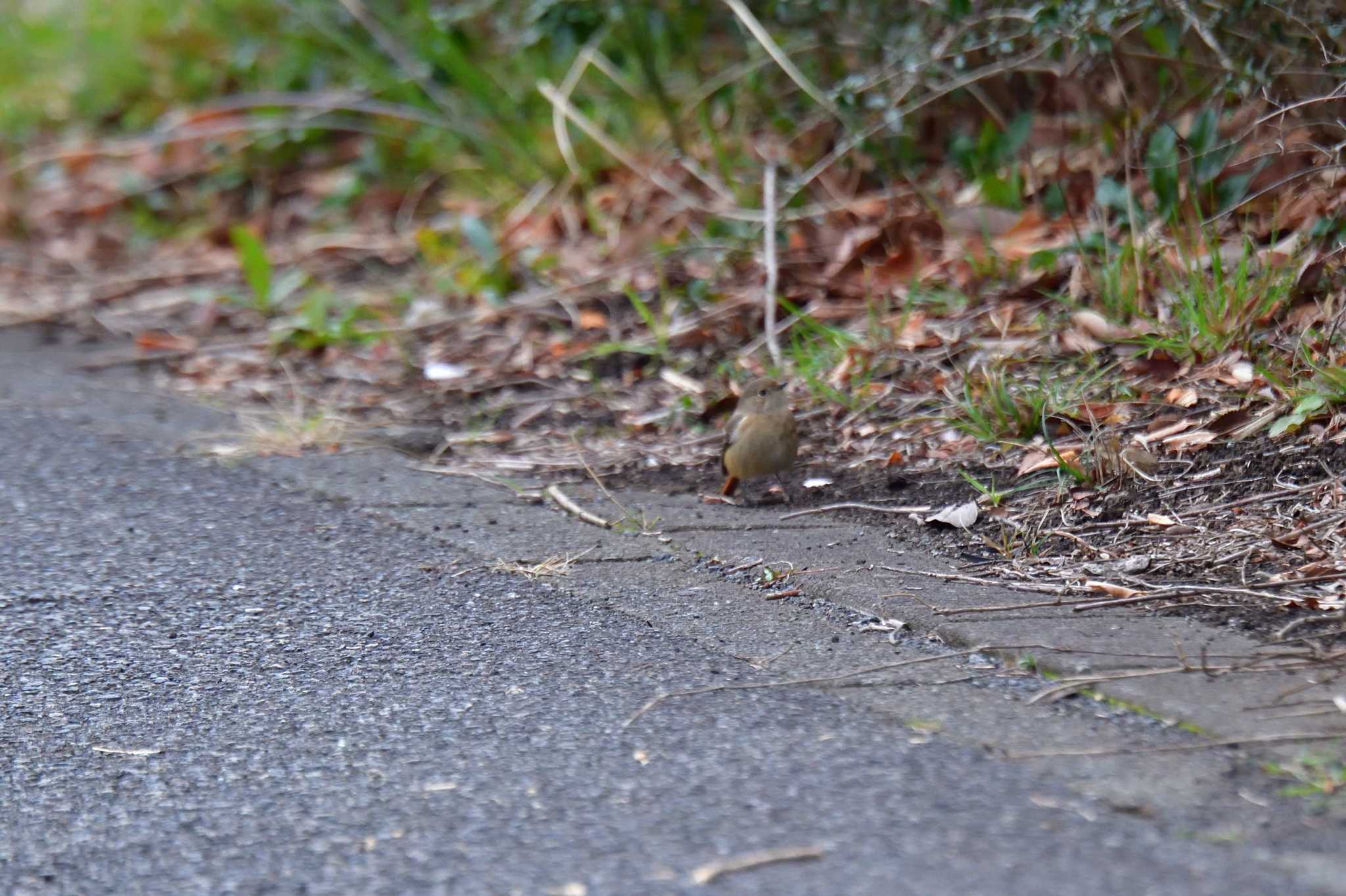 Photo of Daurian Redstart at Nagahama Park by やなさん