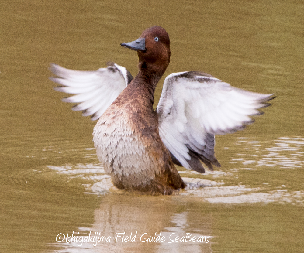 Photo of Ferruginous Duck at Ishigaki Island by 石垣島バードウオッチングガイドSeaBeans