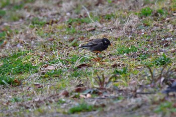 White-cheeked Starling Nagahama Park Thu, 3/7/2024