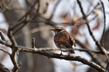 Dusky Thrush Nagahama Park Thu, 3/7/2024