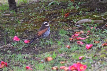 Dusky Thrush Nagahama Park Thu, 3/7/2024