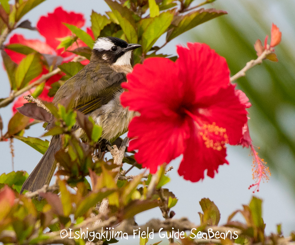 Light-vented Bulbul