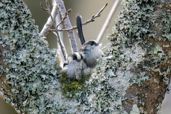 Sun, 3/10/2024 Birding report at 愛知県緑化センター 昭和の森