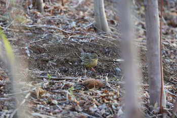 Masked Bunting Machida Yakushiike Park Mon, 3/11/2024