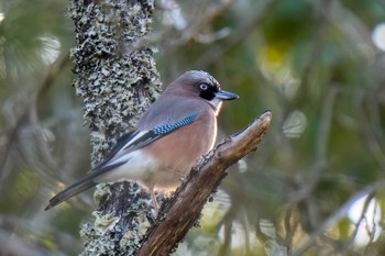 Eurasian Jay 愛知県緑化センター 昭和の森 Sun, 3/10/2024