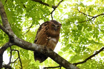 マレーウオミミズク シンガポール植物園 2018年11月11日(日)