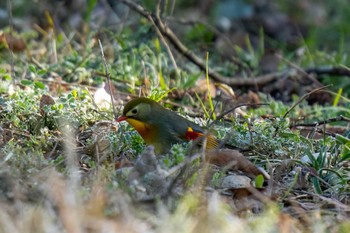 ソウシチョウ 愛知県緑化センター 昭和の森 2024年3月10日(日)