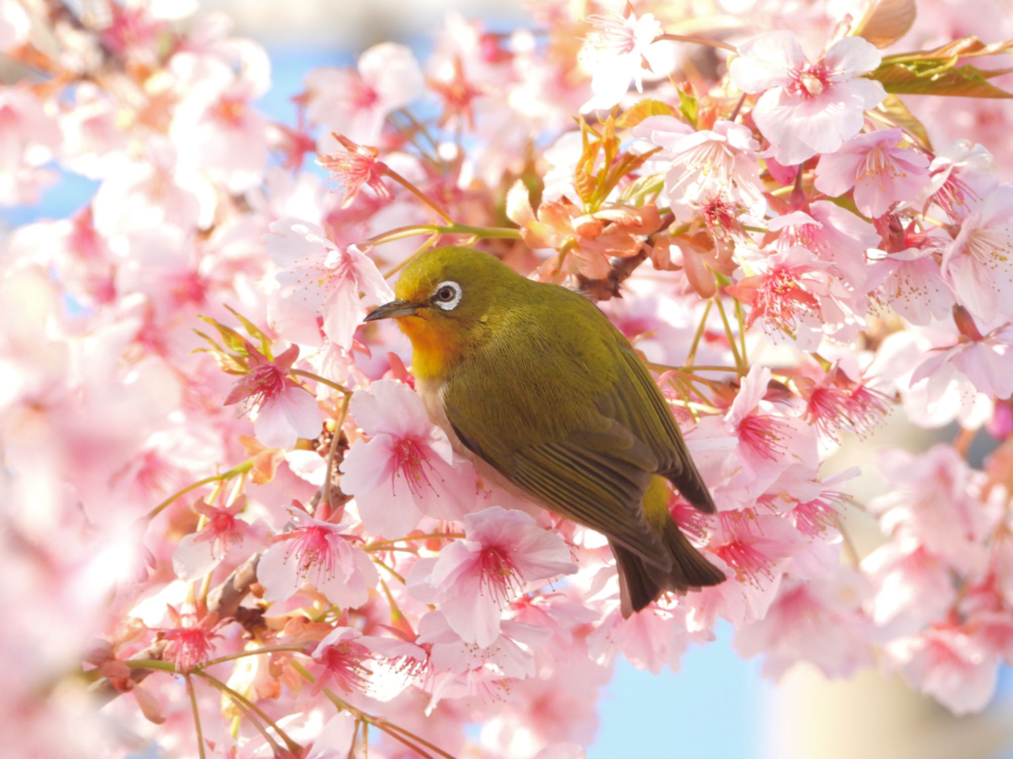 神奈川県 メジロの写真 by biglife_birds