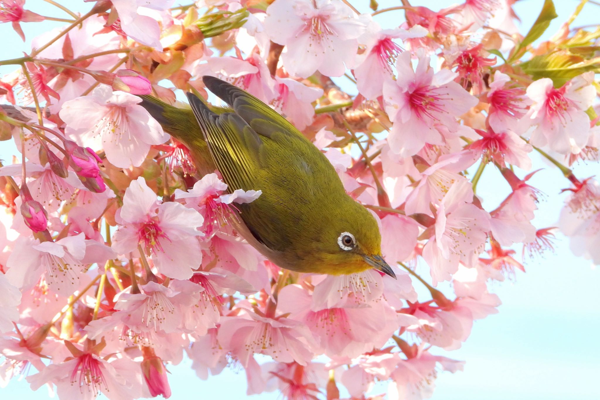 神奈川県 メジロの写真 by biglife_birds