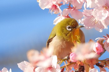 メジロ 神奈川県 2024年3月11日(月)