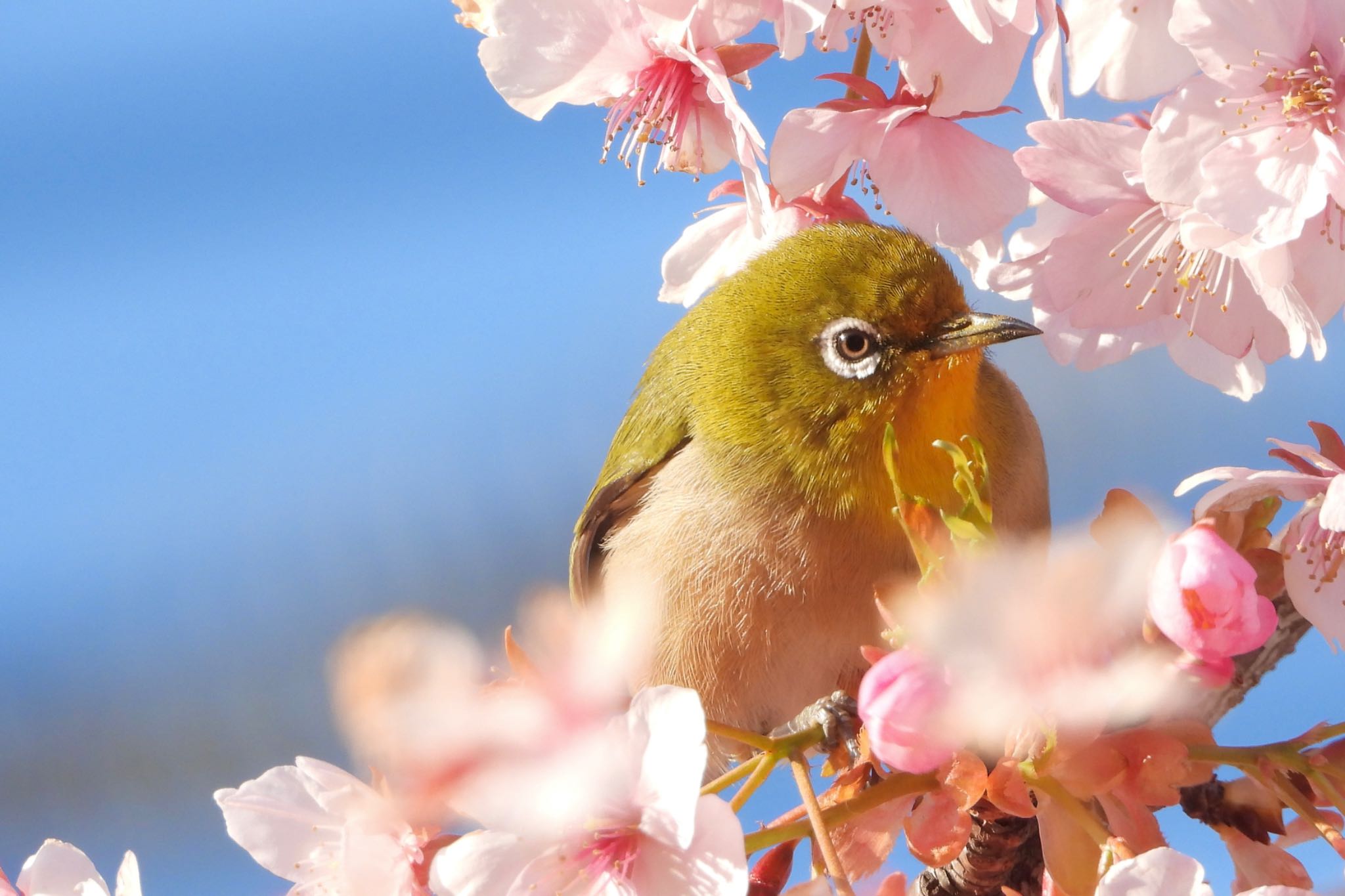 神奈川県 メジロの写真 by biglife_birds