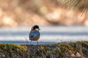 Varied Tit 愛知県緑化センター 昭和の森 Sun, 3/10/2024