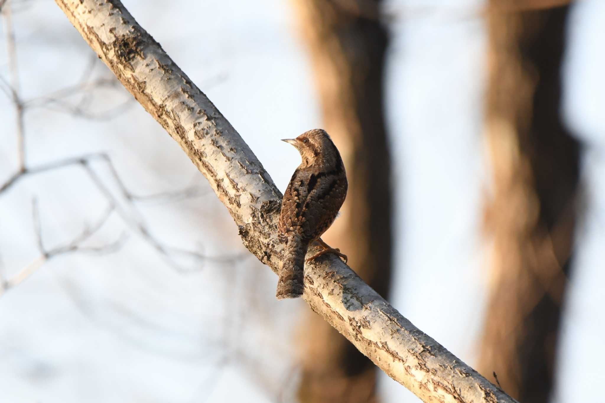 Photo of Eurasian Wryneck at 井頭公園 by すずめのお宿