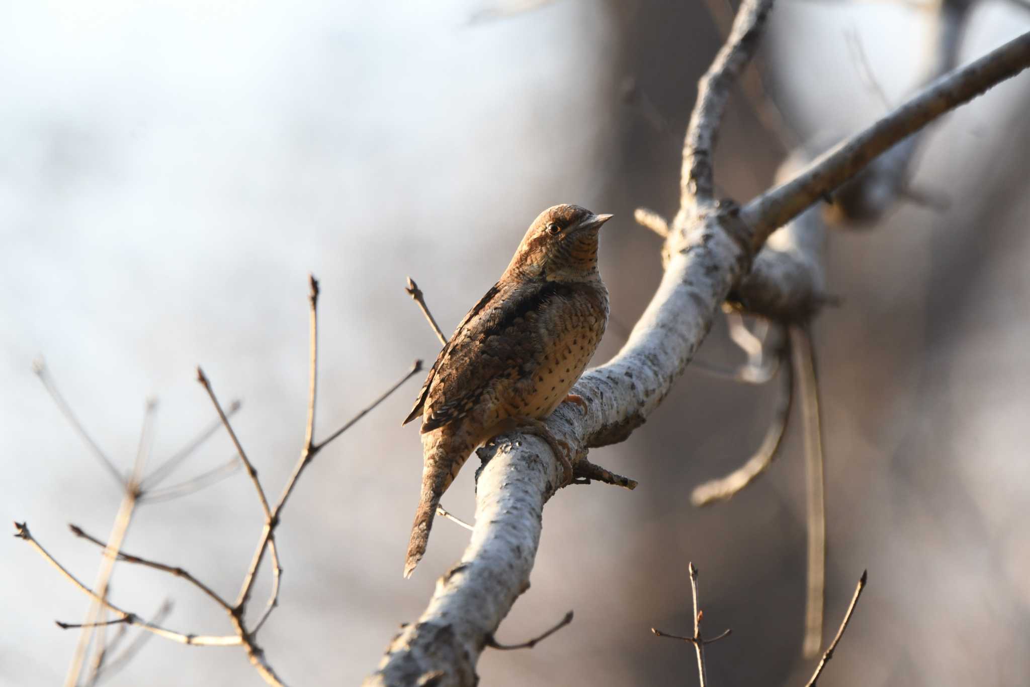 Eurasian Wryneck