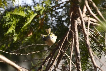 キクイタダキ 井頭公園 2024年2月10日(土)