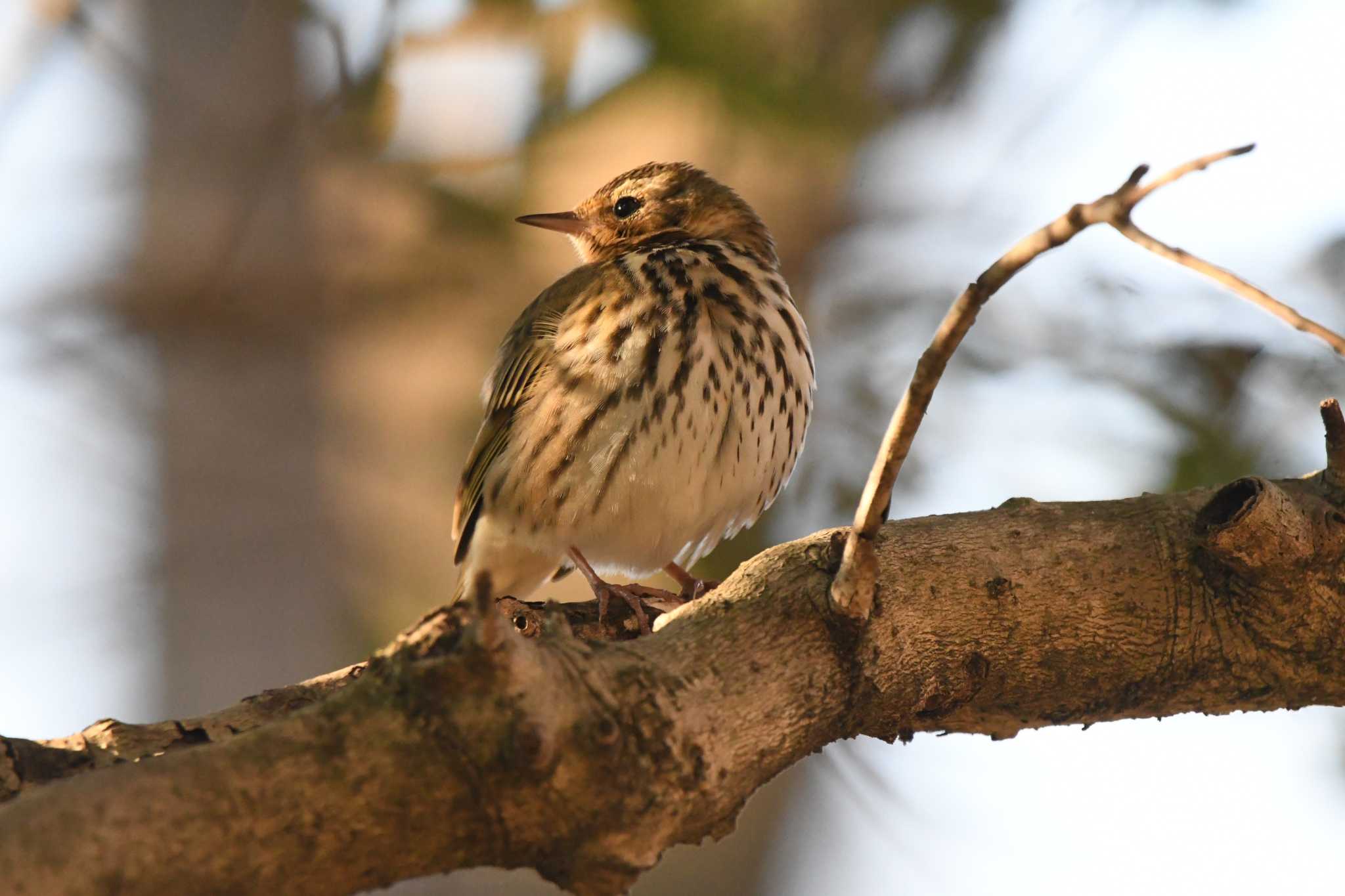 Olive-backed Pipit