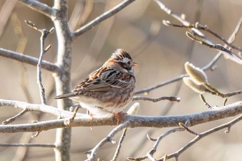 Rustic Bunting 愛知県緑化センター 昭和の森 Sun, 3/10/2024