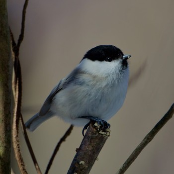 Willow Tit 岩手県 Fri, 12/22/2023