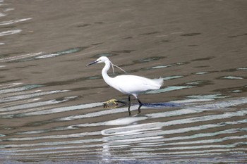 Great Egret(modesta)  土留木川河口(東海市) Sun, 3/10/2024