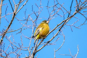 Grey-capped Greenfinch 上野台公園（東海市） Sat, 3/9/2024