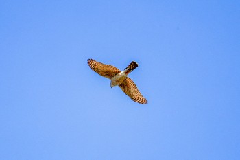 Eurasian Goshawk 宮田用水(蘇南公園前・江南市) Sun, 3/10/2024