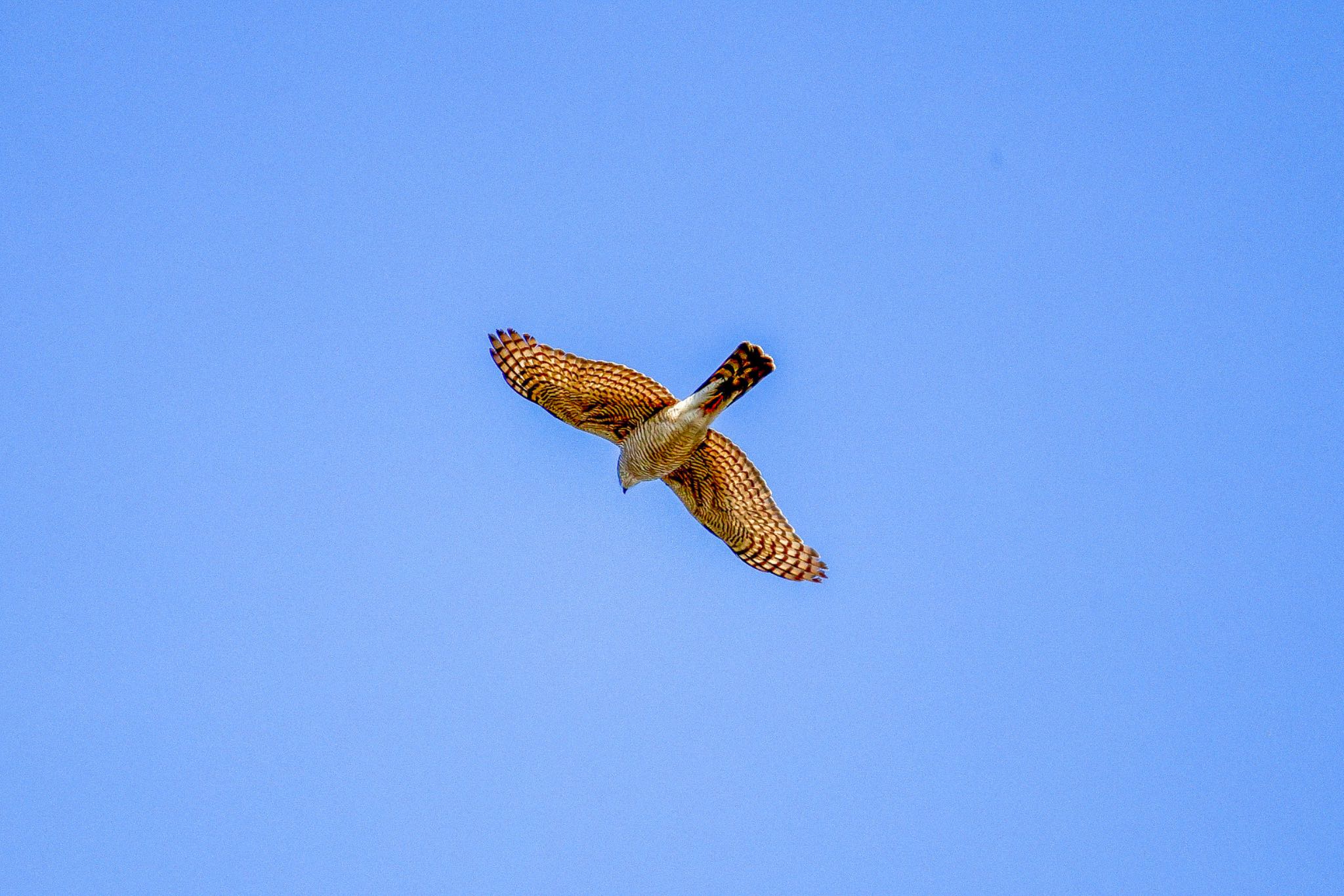 Photo of Eurasian Goshawk at 宮田用水(蘇南公園前・江南市) by ベルサス