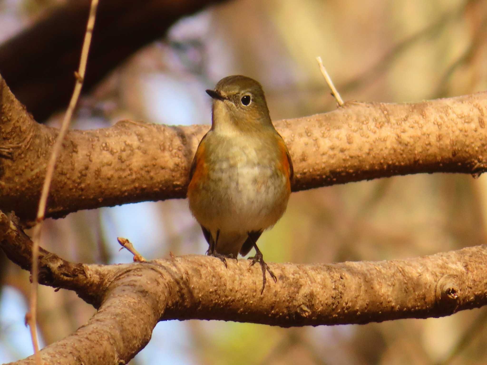 Photo of Red-flanked Bluetail at 東京都立桜ヶ丘公園(聖蹟桜ヶ丘) by ゆ