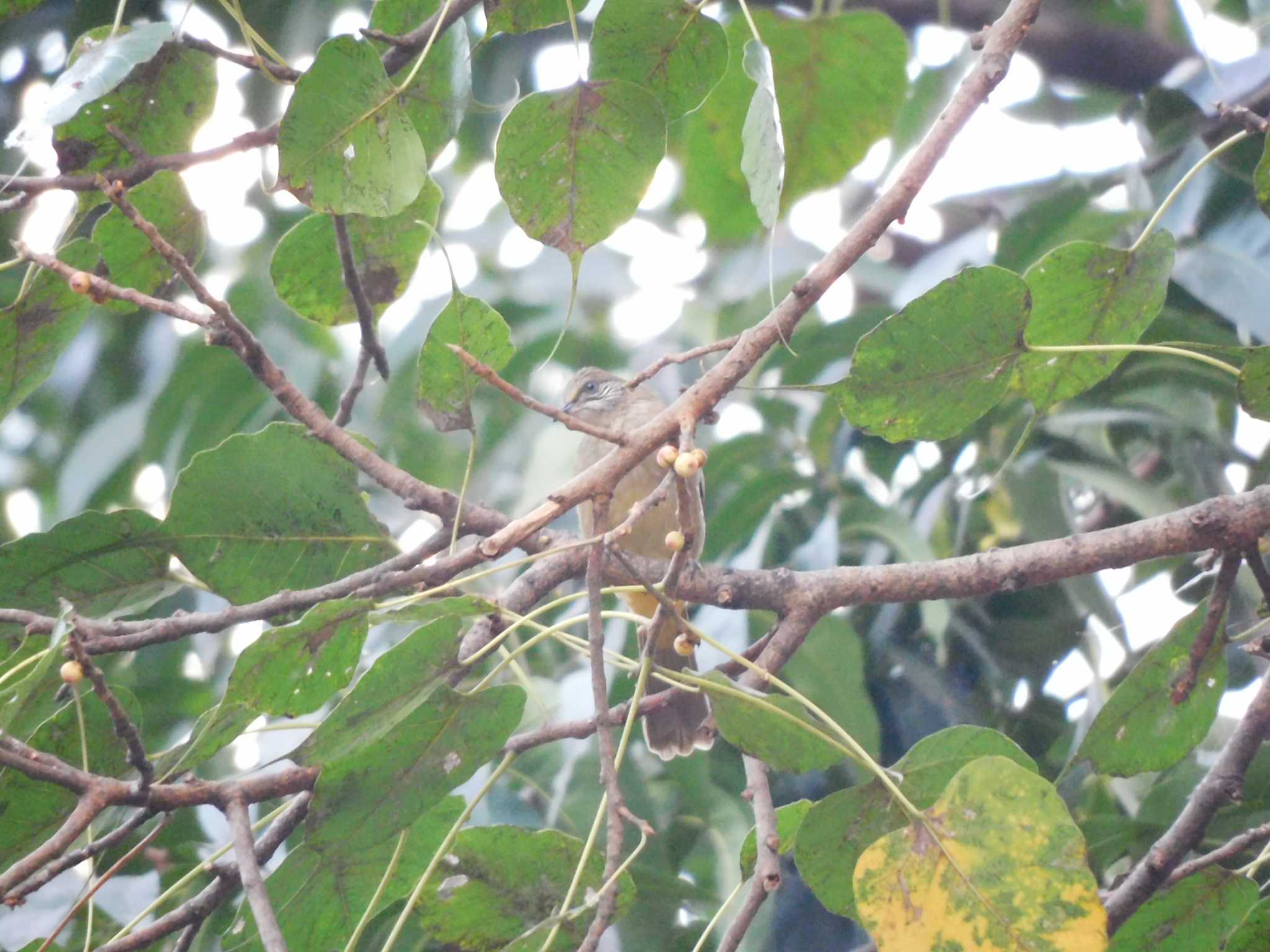 Photo of Ayeyarwady Bulbul at Saigon Zoo and Botanical Gardens by mkmole