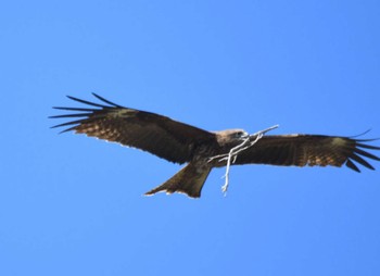 Black Kite 城ヶ島 Sun, 3/10/2024