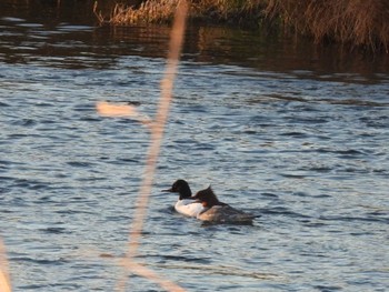 Common Merganser 利根川 Sat, 3/9/2024