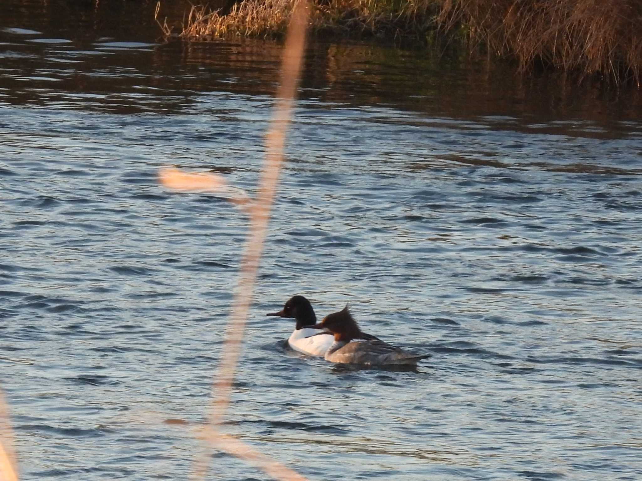 Common Merganser