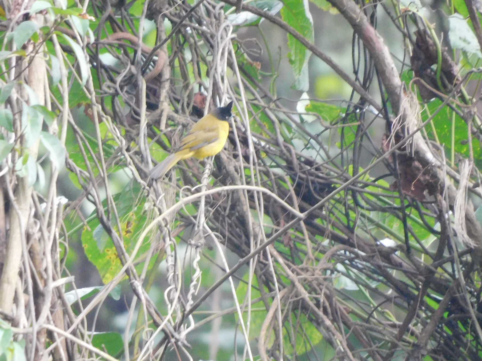 Black-crested Bulbul