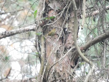 Rufous-capped Babbler Tam Dao National Park Sun, 1/21/2024