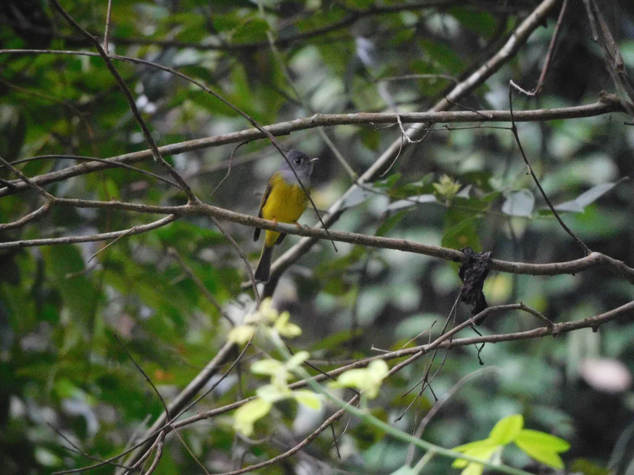 Photo of Grey-headed Canary-flycatcher at Tam Dao National Park by mkmole