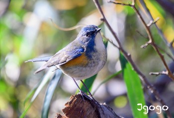 Red-flanked Bluetail 東京都立桜ヶ丘公園(聖蹟桜ヶ丘) Wed, 1/17/2024