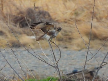 Eastern Buzzard 利根川 Sat, 3/9/2024