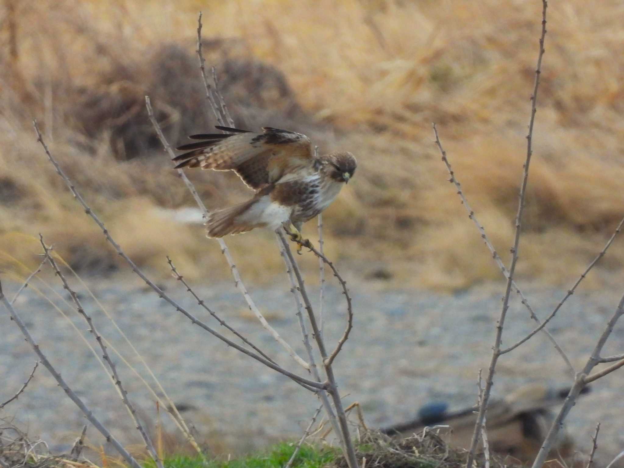 Eastern Buzzard