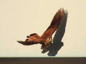 Common Kestrel 利根川 Sat, 3/9/2024