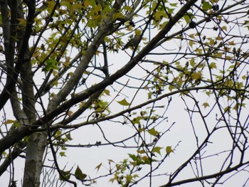 Blyth's Leaf Warbler Tam Dao National Park Sun, 1/21/2024