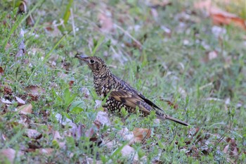 White's Thrush 川崎市高津区 Sat, 3/9/2024