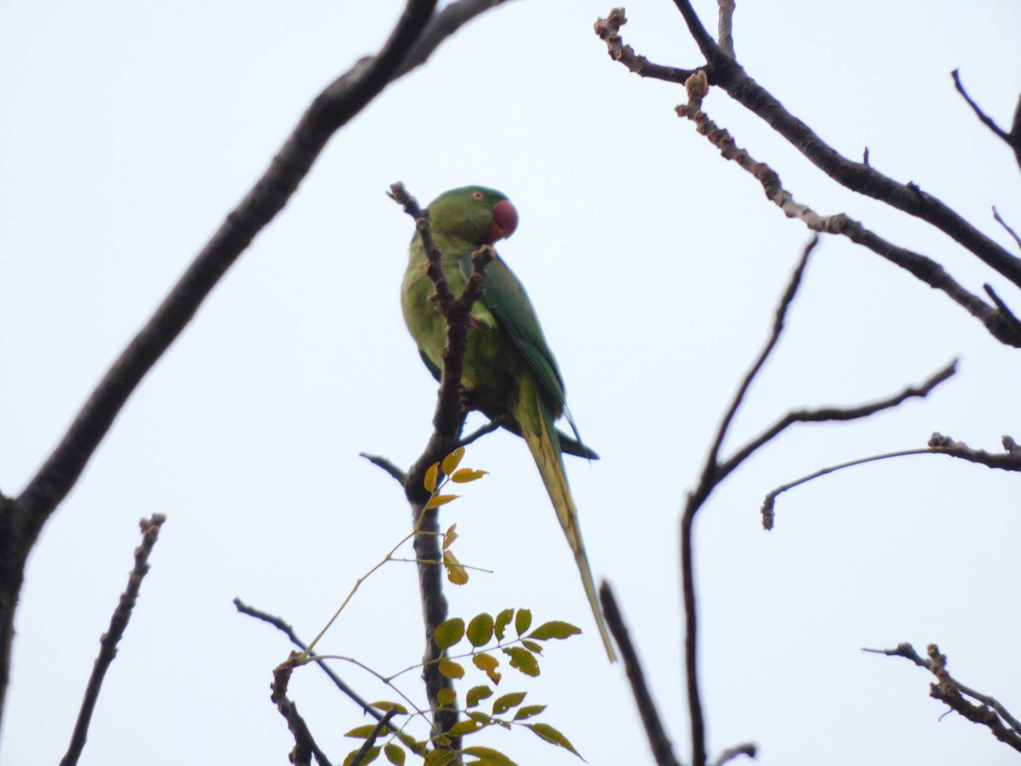 Photo of Alexandrine Parakeet at 九龍公園 by mkmole