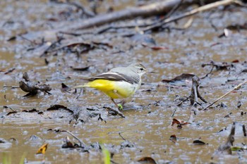 Grey Wagtail 神奈川県自然環境保全センター Sun, 3/10/2024