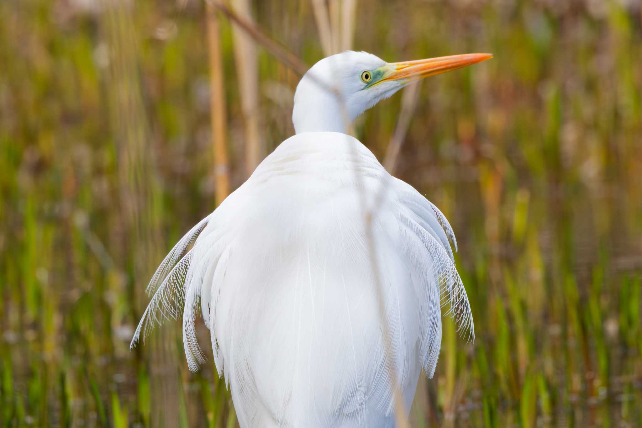 Great Egret