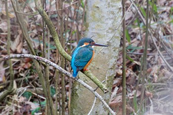 Sun, 3/10/2024 Birding report at 神奈川県自然環境保全センター