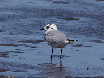 Saunders's Gull Kasai Rinkai Park Sat, 3/9/2024