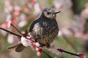 ヒヨドリ 葛西臨海公園 2024年3月9日(土)