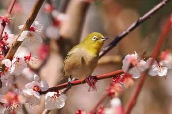 メジロ 葛西臨海公園 2024年3月9日(土)