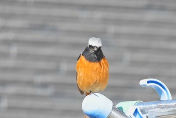 Daurian Redstart 福島県いわき市 Sat, 3/9/2024