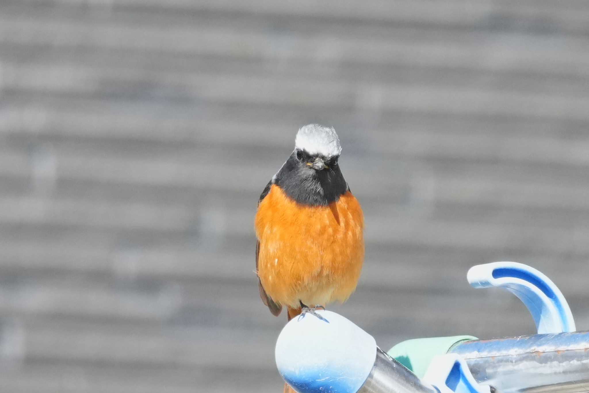 Daurian Redstart