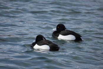 Tufted Duck 福島県いわき市 Fri, 3/8/2024